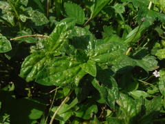 Sphagneticola trilobata