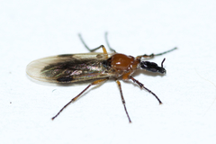 Dilophus stigmaterus