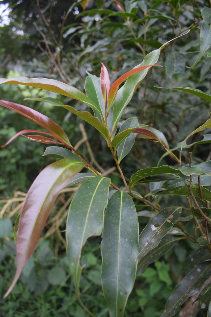 Ocotea whitei
