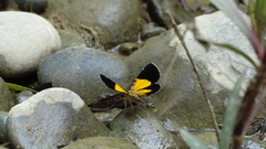 Heterusia