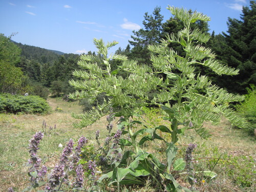 Echium orientale (Megacaryon orientale)