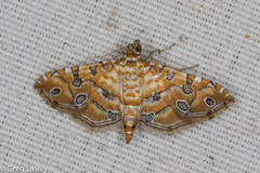 Ommatospila narcaeusalis