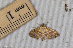 Ommatospila narcaeusalis