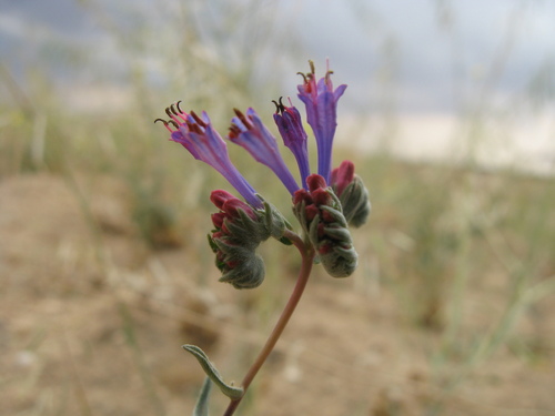Moltkia angustifolia