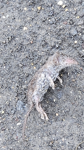 Bicolored Shrew