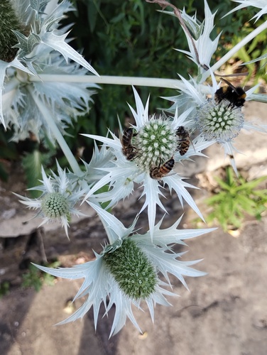 Giant sea holly (Eryngium giganteum)