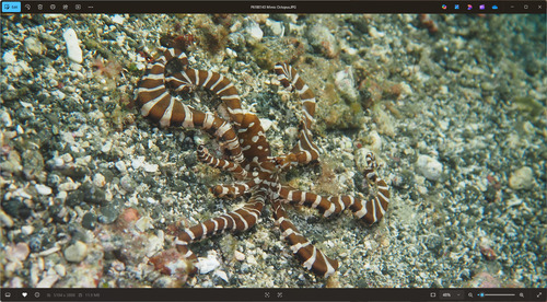 Wonderpus Octopus