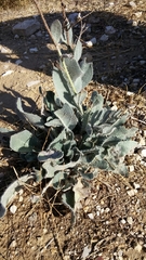Anchusa strigosa