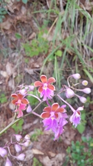 Epidendrum schweinfurthianum