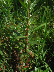 Ammannia latifolia