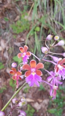 Epidendrum schweinfurthianum