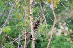 Centropus bengalensis