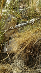 Chamaeleo chamaeleon