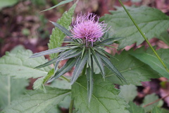 Cirsium oligophyllum