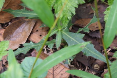 Cirsium oligophyllum
