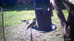 Coccothraustes vespertinus brooksi