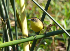 Pseudocolopteryx citreola