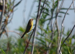 Pseudocolopteryx citreola