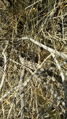 Chamaeleo chamaeleon