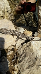 Chamaeleo chamaeleon