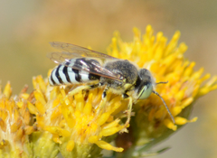 Bembix americana comata