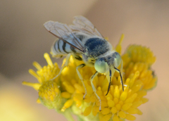Bembix americana comata