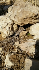 Chamaeleo chamaeleon