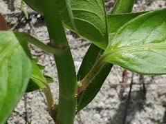 Euphorbia heterophylla