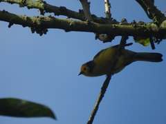 Myioborus ornatus
