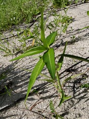 Euphorbia heterophylla