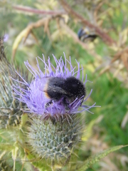 Bombus ruderarius