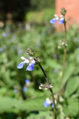 Salvia procurrens
