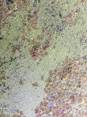 Azolla filiculoides