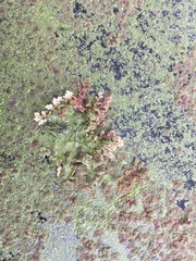 Azolla filiculoides