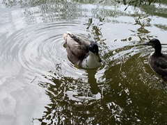 Anas platyrhynchos domesticus