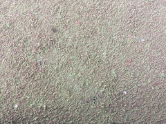 Azolla filiculoides