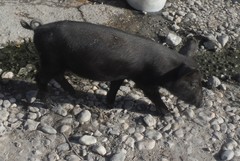 Sus scrofa domesticus