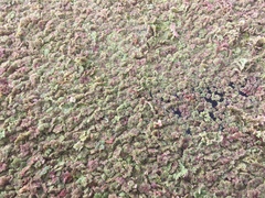 Azolla filiculoides