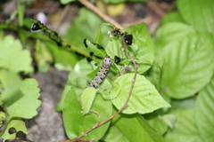 Euscirrhopterus gloveri