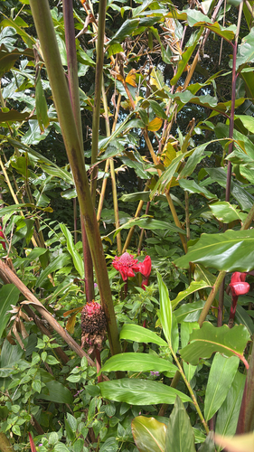 Etlingera elatior observed 2025-07-13