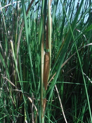 Typha domingensis