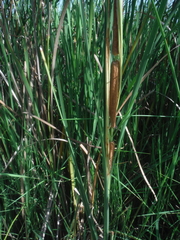 Typha domingensis