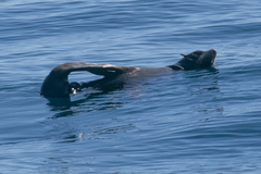 Arctocephalus townsendi