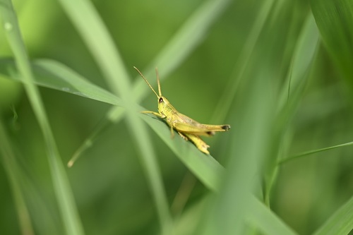 Gold Grasshopper, Kalenberg-Zuid, 8377 HG Kalenberg, Nederland, photo 4 of 10