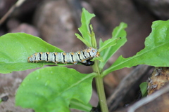 Euscirrhopterus gloveri