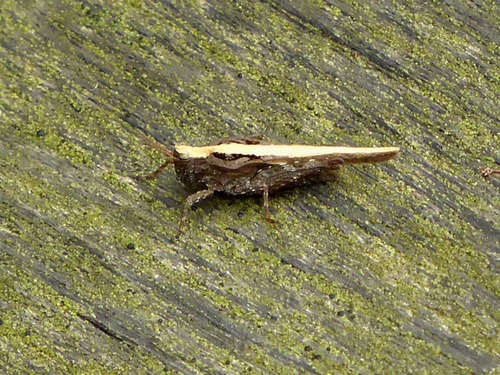 Slender Groundhopper photo 6
