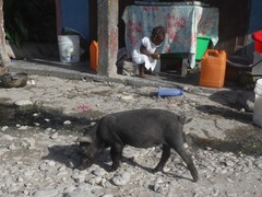 Sus scrofa domesticus