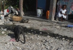 Sus scrofa domesticus