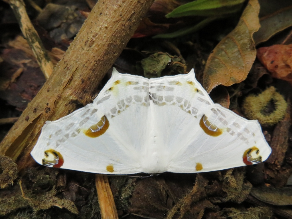 Sericoptera