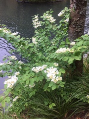 Viburnum plicatum